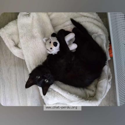 Foto 1/1 Bobine Chat perdido en Begles