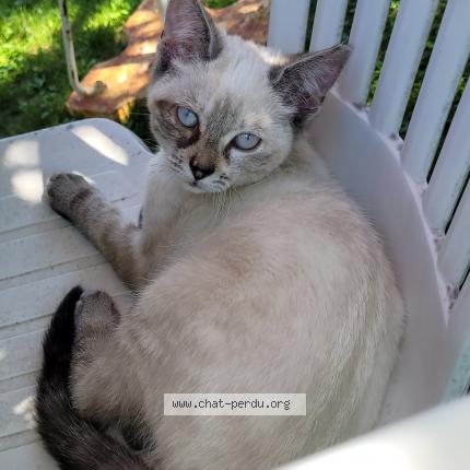 Foto 1/1 Nala Chat perdido en Surville