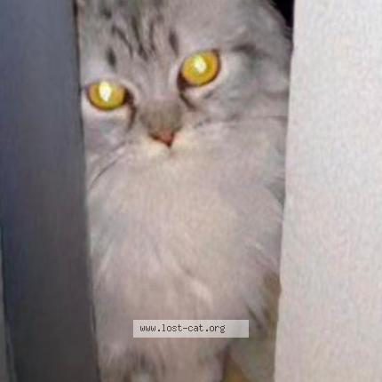 Foto 1/1 Misty Chat perdido en Islamabad