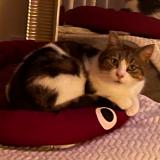 Foto del gato perdido en Pelousey