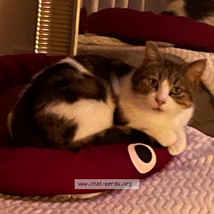 Foto 1/1 Mimine Chat perdido en Pelousey