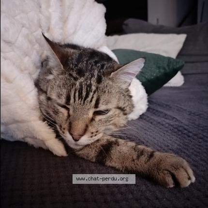 Foto 1/1 Lego Chat perdido en Nervieux