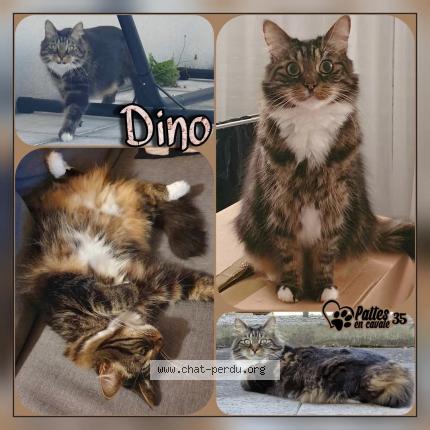 Foto 1/1 DINO Chat perdido en Saint coulomb