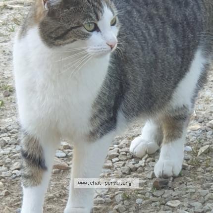 Foto 1/1 Destin&eacute; Chat perdido en Gainneville