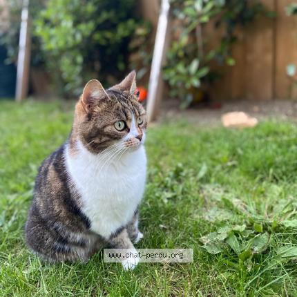 Foto 1/1 Paulka Chat perdido en La rochelle