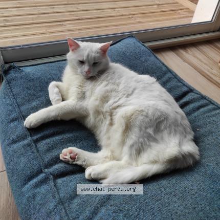 Foto 1/1 Alaska Chat perdido en Lanester