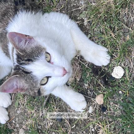 Foto 1/1 Cajou Chat perdido en Meaux