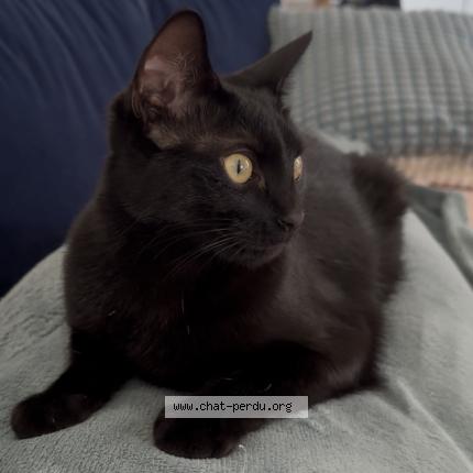 Foto 1/1 Cassy Chat perdido en Saint mammes