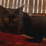 Foto del gato perdido en Noyal Chatillon Sur Seiche