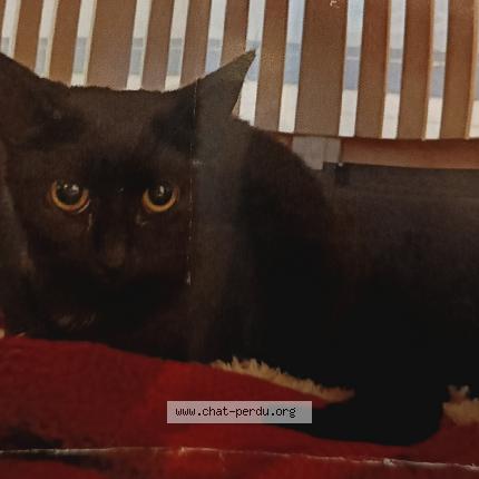 Foto 1/1 Azalée Chat perdido en Noyal chatillon sur seiche