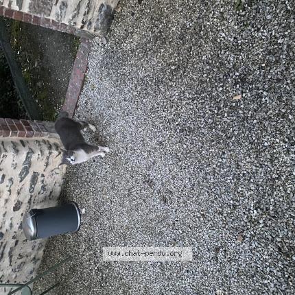 Foto 1/1 Gato encontrado Encontrado en Carquefou