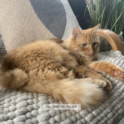 Foto 1/1 Rouky Chat perdido en Baume les dames