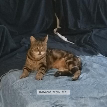 Foto 1/1 Moon Chat perdido en Cagnes sur mer