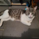 Foto del gato perdido en Aniche