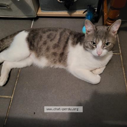 Foto 1/1 Milo Chat perdido en Aniche