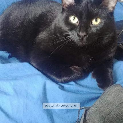 Foto 1/1 Sarah Chat perdido en 658 qc 219 saint jean sur riche