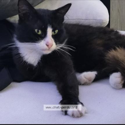 Foto 1/1 Oreo Chat perdido en Auterive