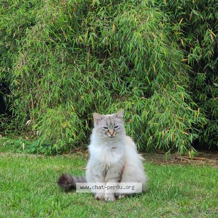 Foto 1/2 Nougat Chat perdido en Pabu