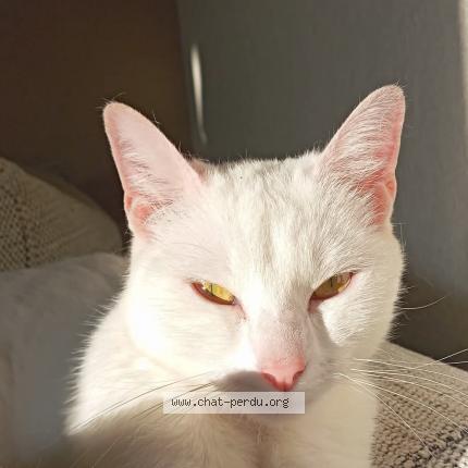 Foto 1/1 Uraya Chat perdido en La rabateliere