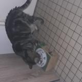 Foto del gato perdido en Lewarde