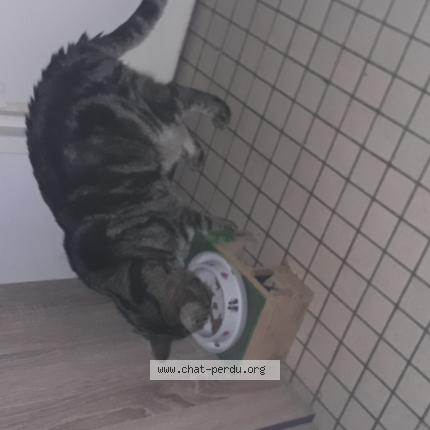 Foto 1/1 Biloute Chat perdido en Lewarde