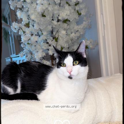 Foto 1/1 Oreo Chat perdido en Laxou