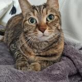 Foto del gato perdido en Toufflers