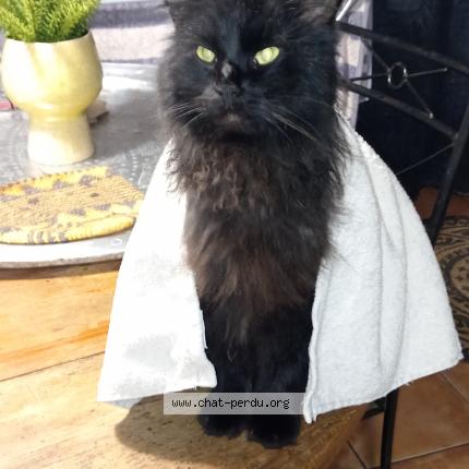 Foto 1/1 Rif Chat perdido en Chateauneuf du faou