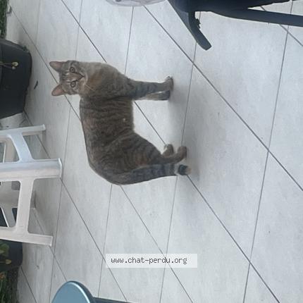 Foto 1/1 Gato encontrado Encontrado en Tremblay