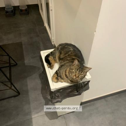 Foto 1/1 TWIST Chat perdido en Jardin