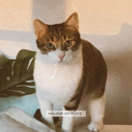 Foto 1/1 Paki Chat perdido en Toulouse