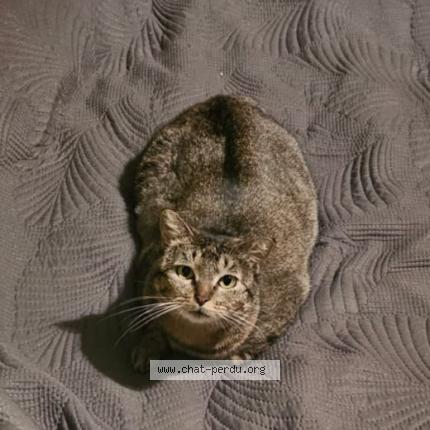 Foto 1/1 Gato encontrado Perdido en Montelimar