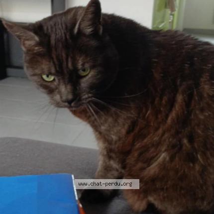 Foto 1/1 Victoria Chat perdido en Toulouse