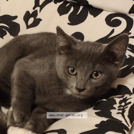 Foto 1/1 Plume Chat perdido en Montguyon