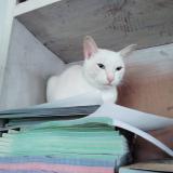 Foto del gato perdido en Ardi Village Udupi District