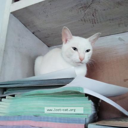 Foto 1/1 Babbu Chat perdido en Ardi village udupi district