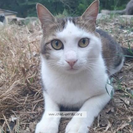 Foto 1/1 chat Chat perdido en Rocbaron france