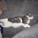 Foto del gato perdido en Saint Jean De Maruejols Et Aveja