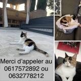 Foto del gato perdido en Saint Bonnet Les Oules