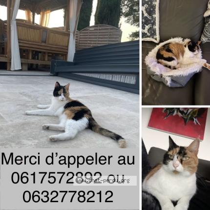 Foto 1/1 India Chat perdido en Saint bonnet les oules