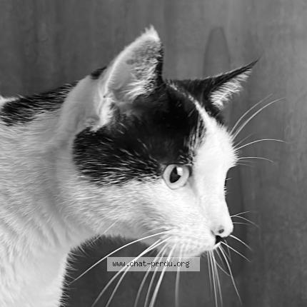 Foto 1/1 Gato encontrado Encontrado en Paris