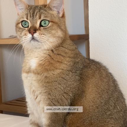 Foto 1/1 Oggy Chat perdido en La gouesniere