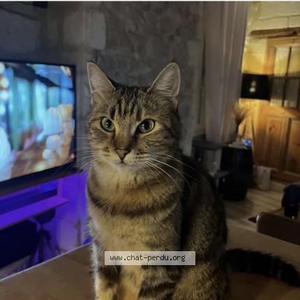 Foto 1/1 Chipie Chat perdido en Saze