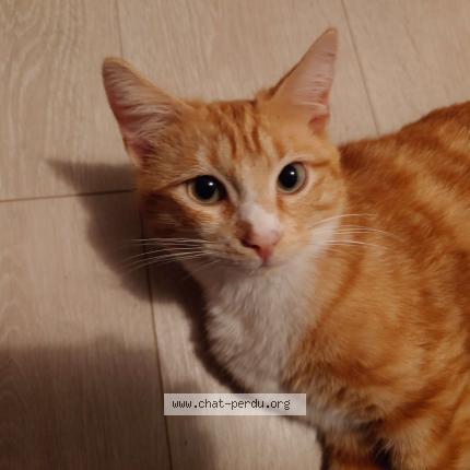 Foto 1/1 Gato encontrado Encontrado en Chauray