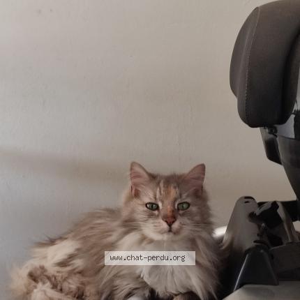 Foto 1/1 Princesse Chat perdido en St alexandre