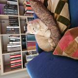 Foto del gato perdido en 51100 Reims