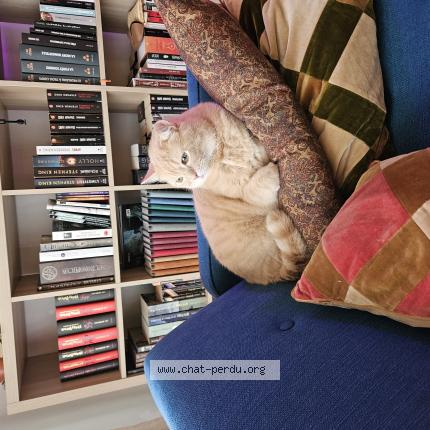 Foto 1/1 Spoki Chat perdido en 51100 reims