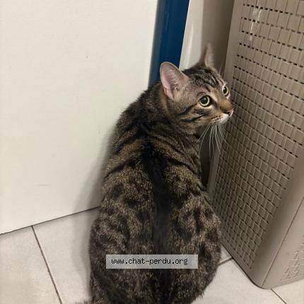 Foto 1/1 POOKIE Chat perdido en Vitry sur seine