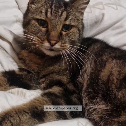 Foto 1/1 Sydney Chat perdido en St quentin