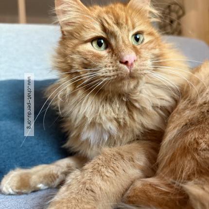 Foto 1/1 Milo Chat perdido en Eyraud crempse maurens